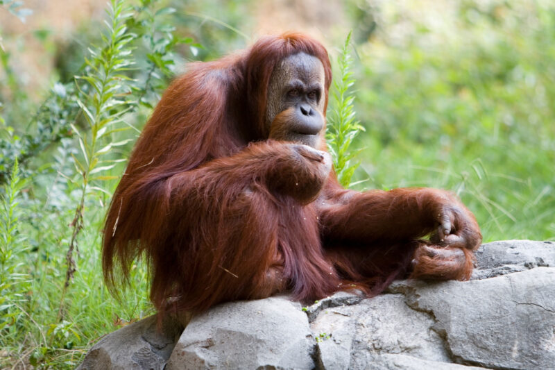 Orangutan — Animals, Orangutan, Orangutans