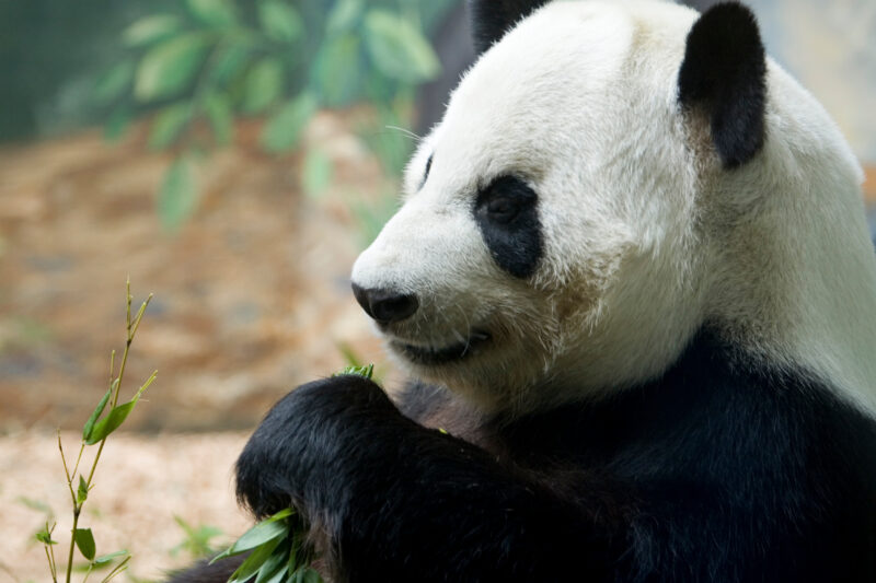Photo: Panda Bear — Animals, Panda