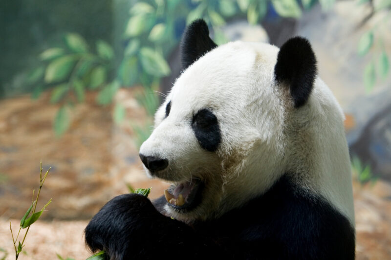 Photo: Panda Bear — Animals, Panda