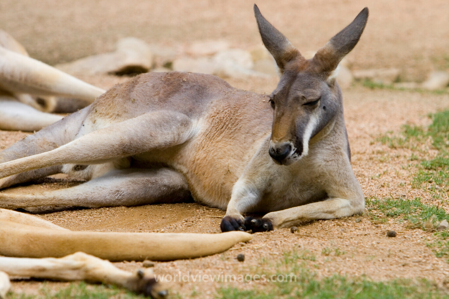 Kangaroo