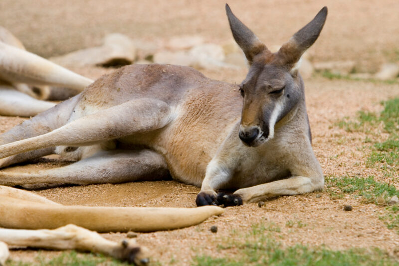Kangaroo — Animals of our World — Animals