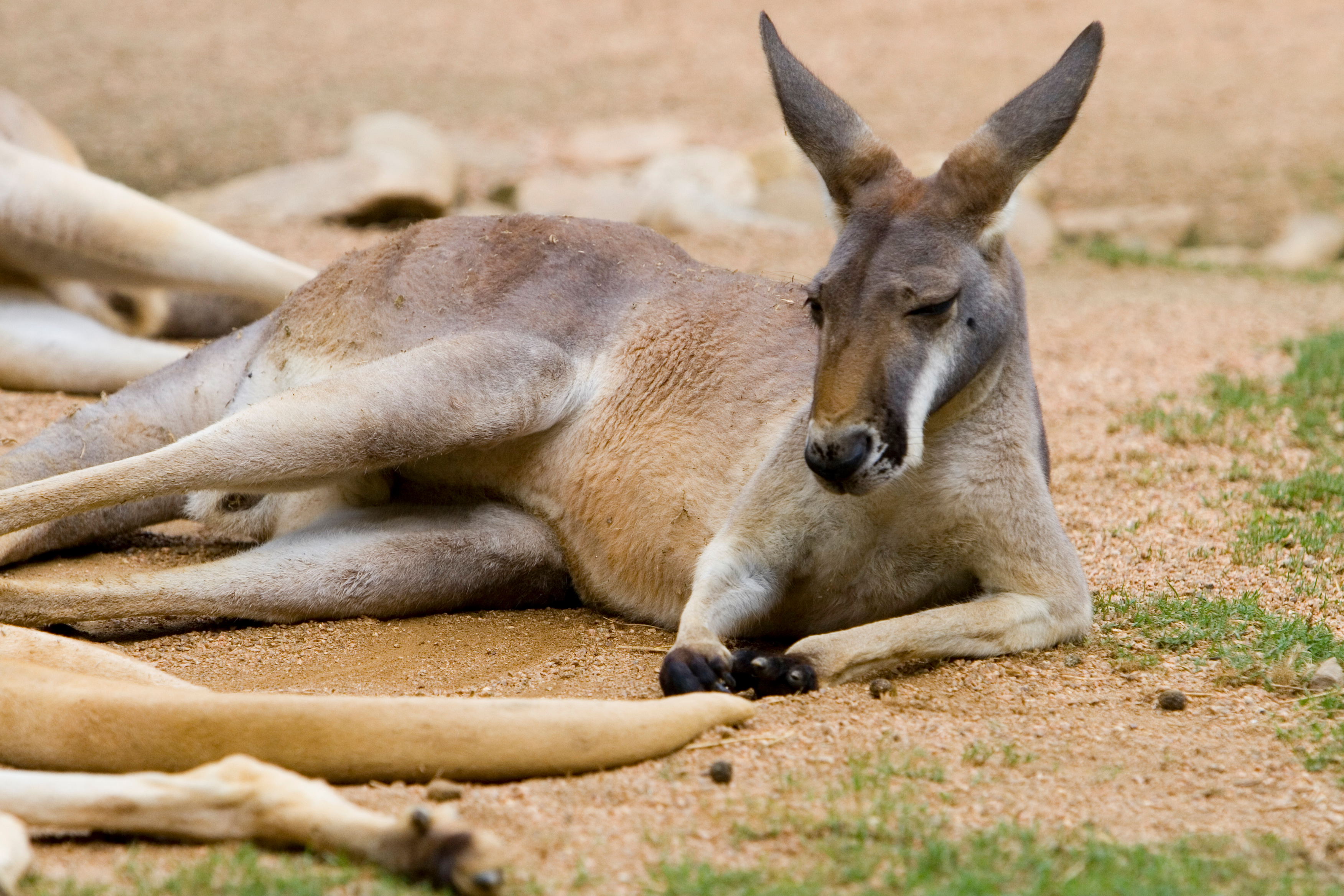 Kangaroo