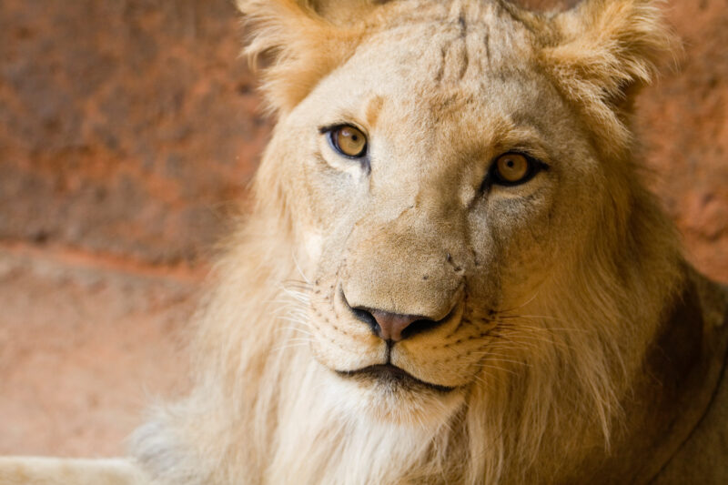 Lion at the Zoo — Animals of our World — Animals