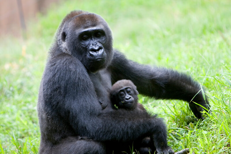 Gorilla — Animals, Gorilla, gorillas