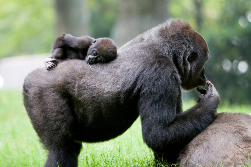 Gorilla — Animals, Gorilla, gorillas