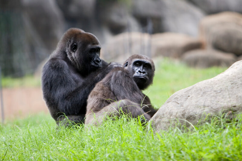 Gorilla — Animals, Gorilla, gorillas