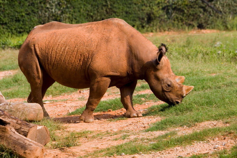 Rinosorous — Animals of our World — Animals, Rinosorous, Rino, Rinos