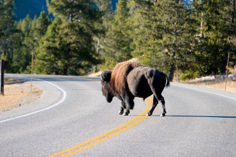 Bison in The USA — Bison, of Yelleostone National Park — United States, Scenic, Wyoming, Yellowstone National Park, USA