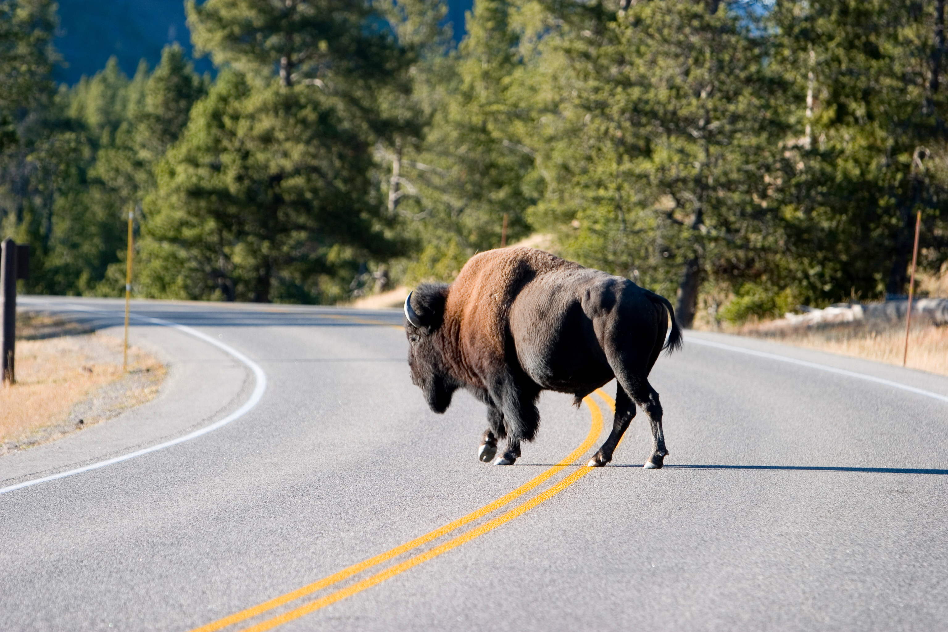 Bison in The USA