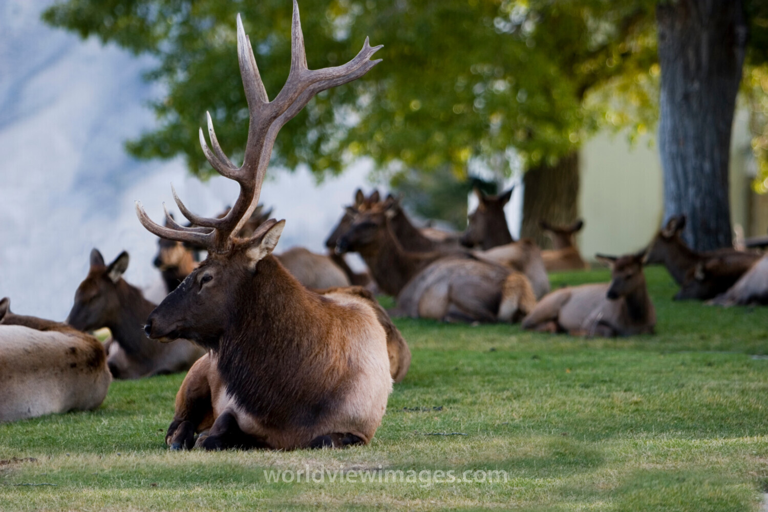 Elk