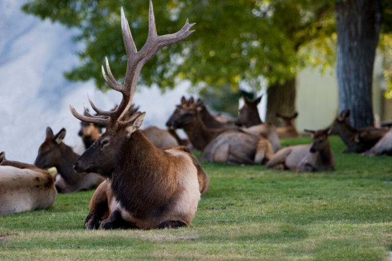 Elk — United States, Scenic, Wyoming, Yellowstone National Park, Elk