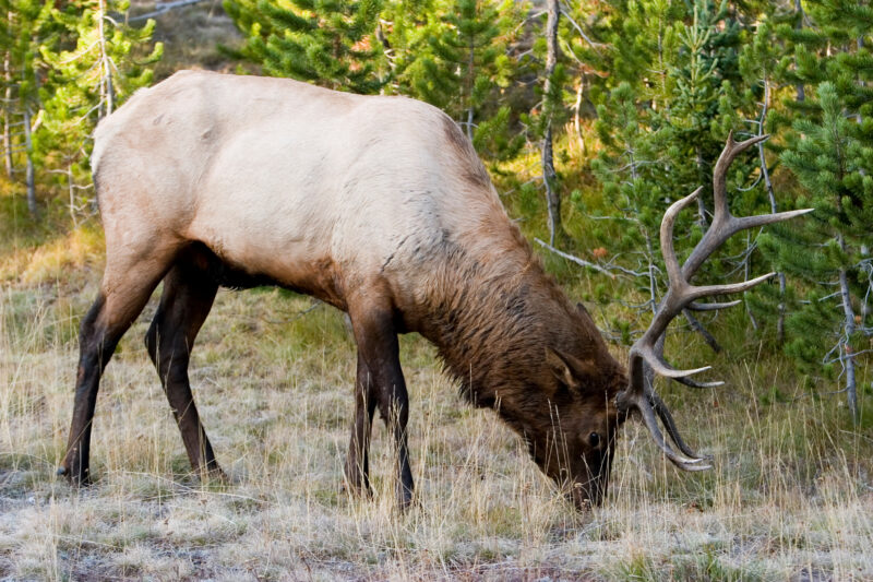 Elk — United States, Scenic, Wyoming, Yellowstone National Park, Elk