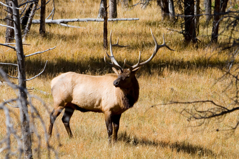 Elk — United States, Scenic, Wyoming, Yellowstone National Park, Elk