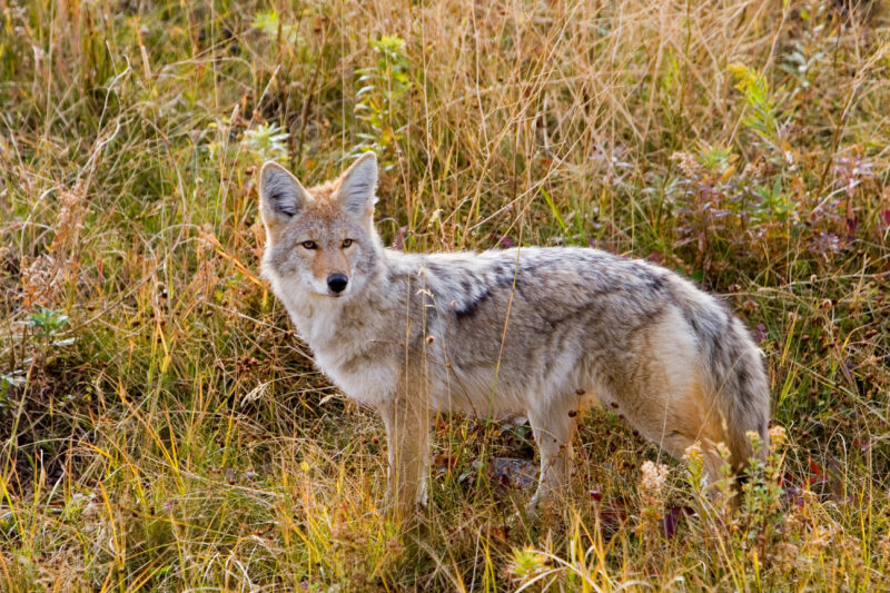 Silver Fox — United States, Scenic, Wyoming, Yellowstone National Park, USA
