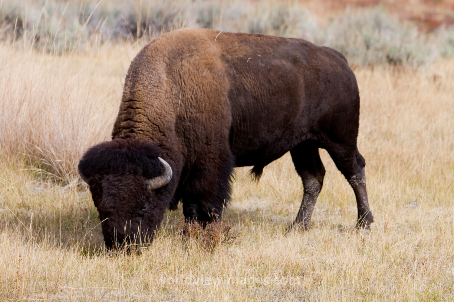 Bison in The USA
