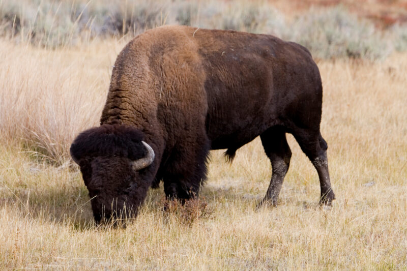 Bison in The USA — Bison, of Yelleostone National Park — United States, Scenic, Wyoming, Yellowstone National Park, USA