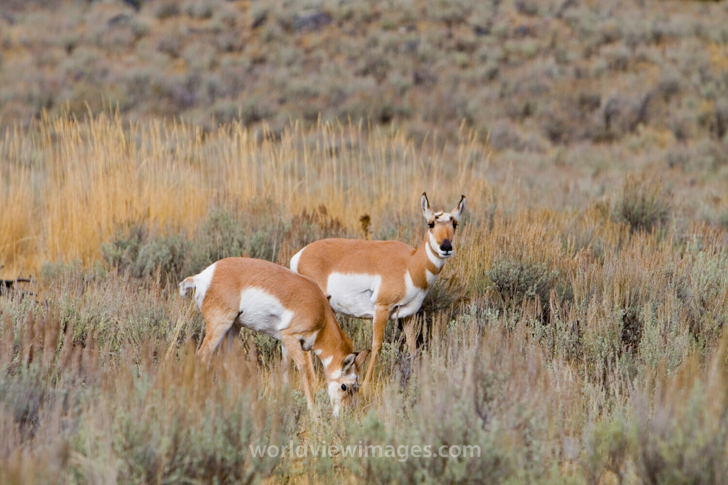 Antelope in Yellostone
