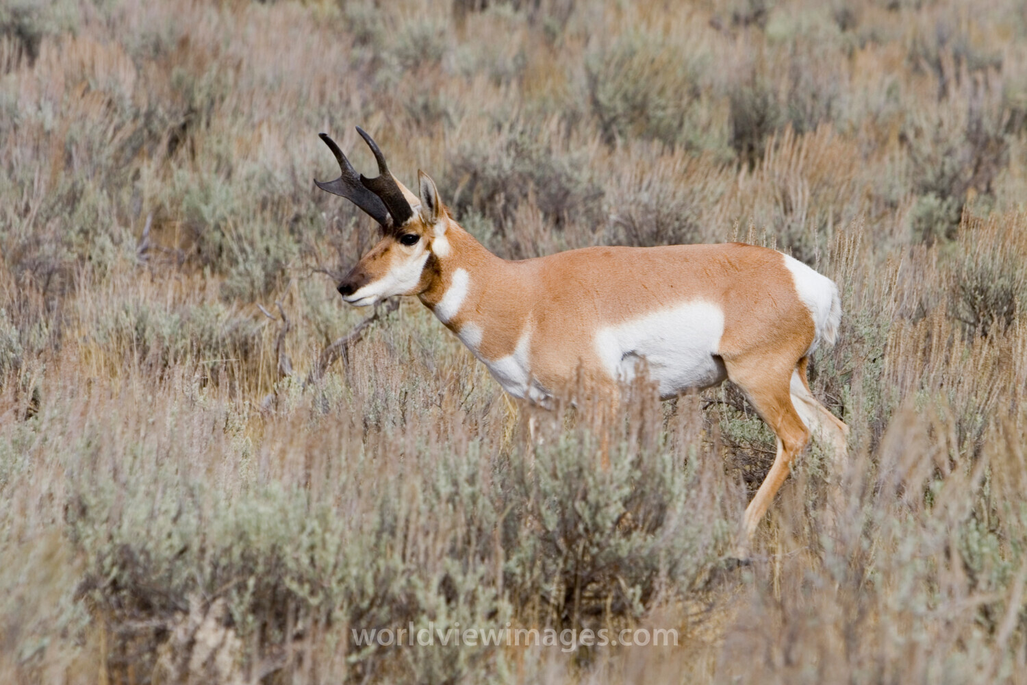 Antelope in Yellostone