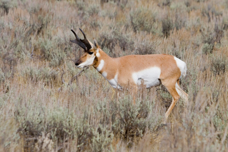 Antelope in Yellostone — United States, Scenic, Wyoming, Yellowstone National Park, Geology