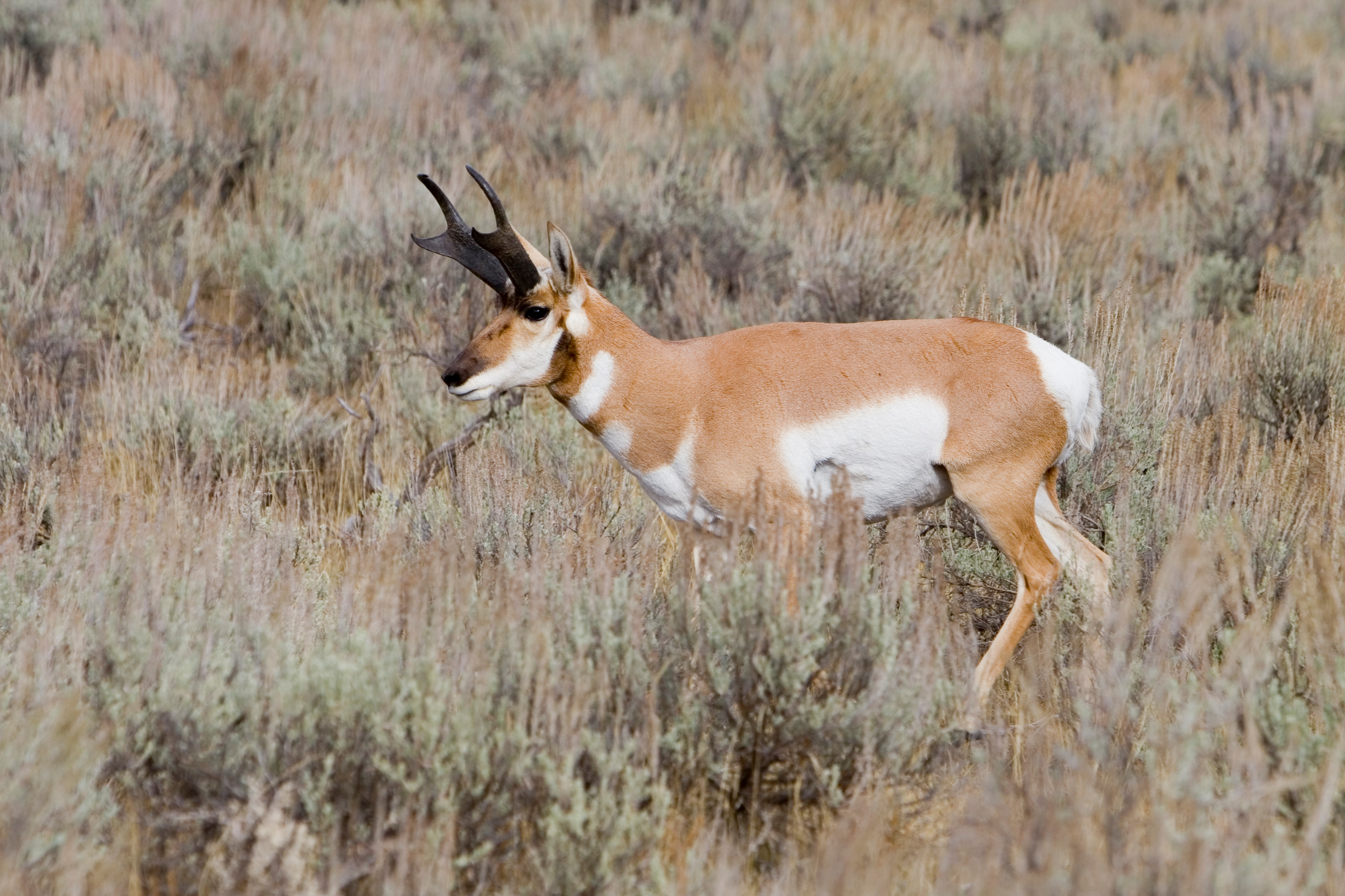 Antelope in Yellostone