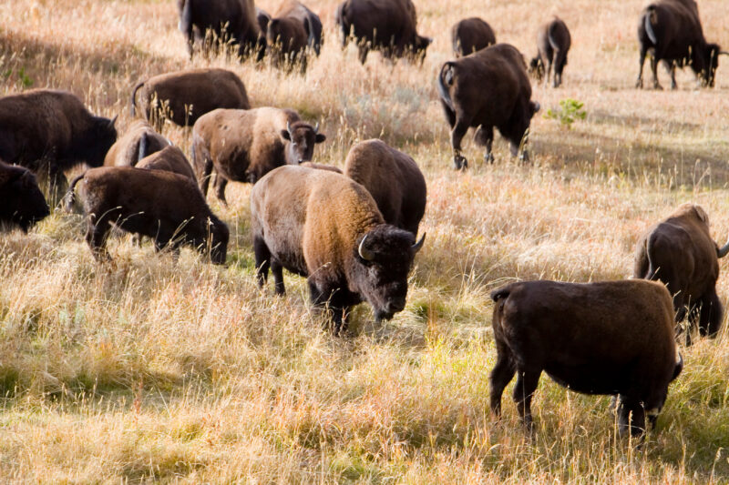Bison in The USA — Bison, of Yelleostone National Park — United States, Scenic, Wyoming, Yellowstone National Park, USA