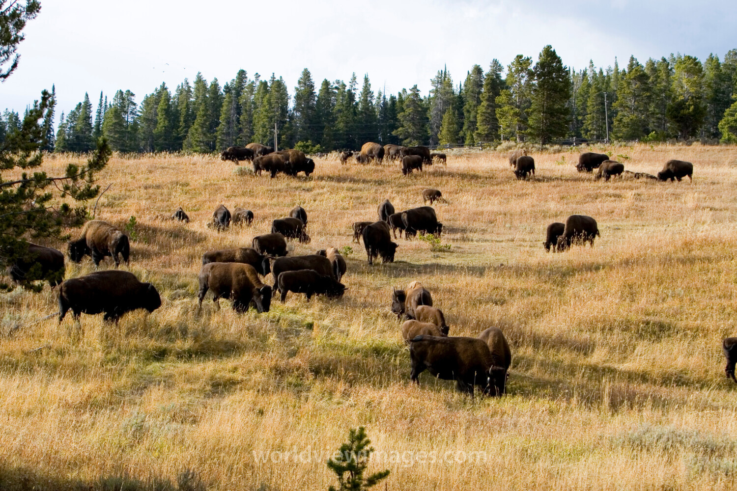 Bison in The USA
