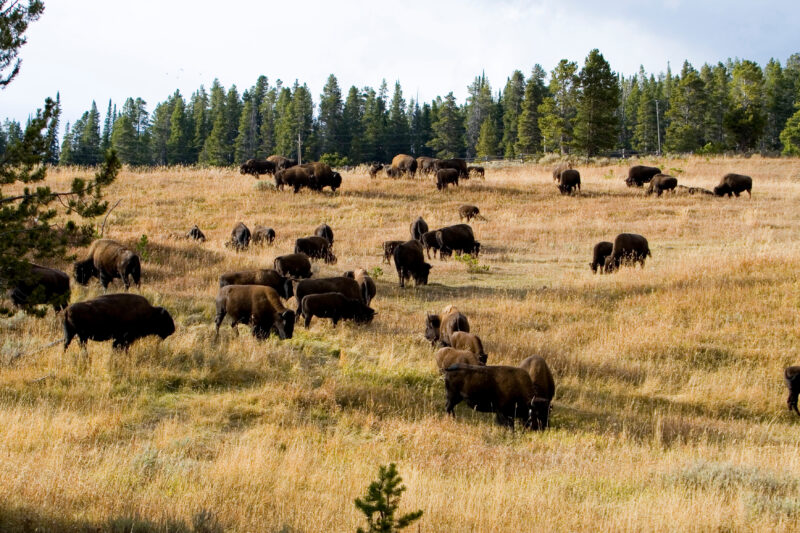 Bison in The USA — Bison, of Yelleostone National Park — United States, Scenic, Wyoming, Yellowstone National Park, USA