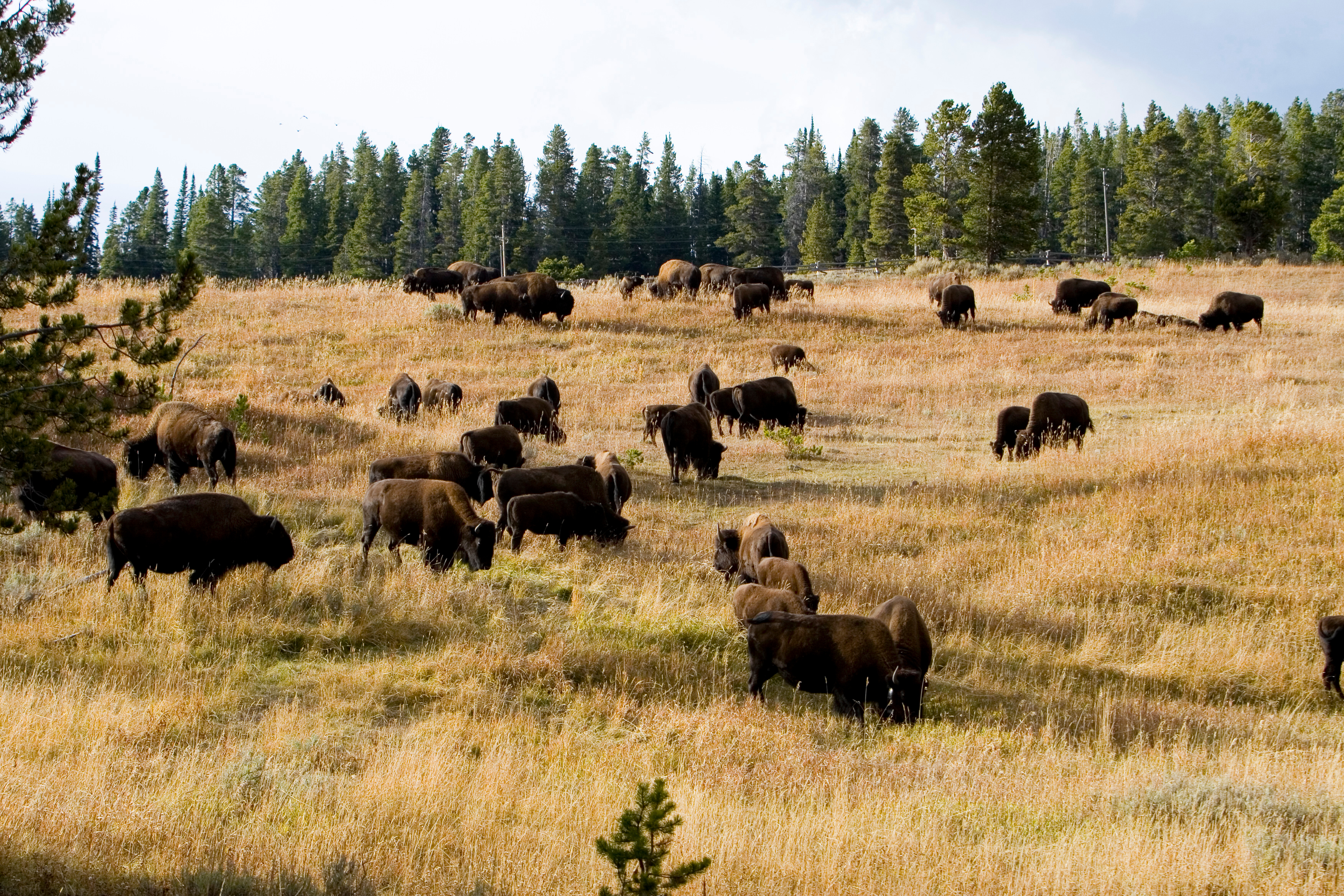 Bison in The USA