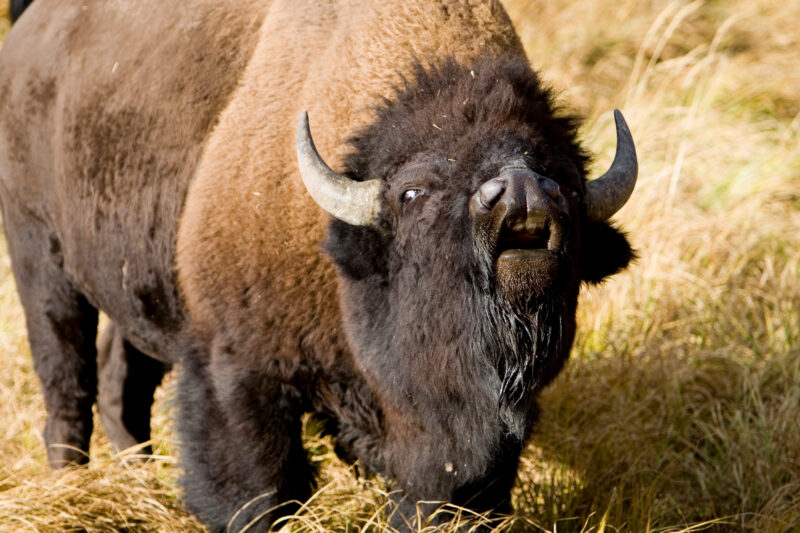 Bison Roars — Bison, of Yelleostone National Park — United States, Scenic, Wyoming, Yellowstone National Park, USA