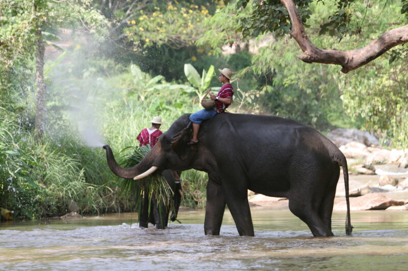 Trained Elephants in Thailand — Elephants of our World — Animals, Elephant, Elephants
