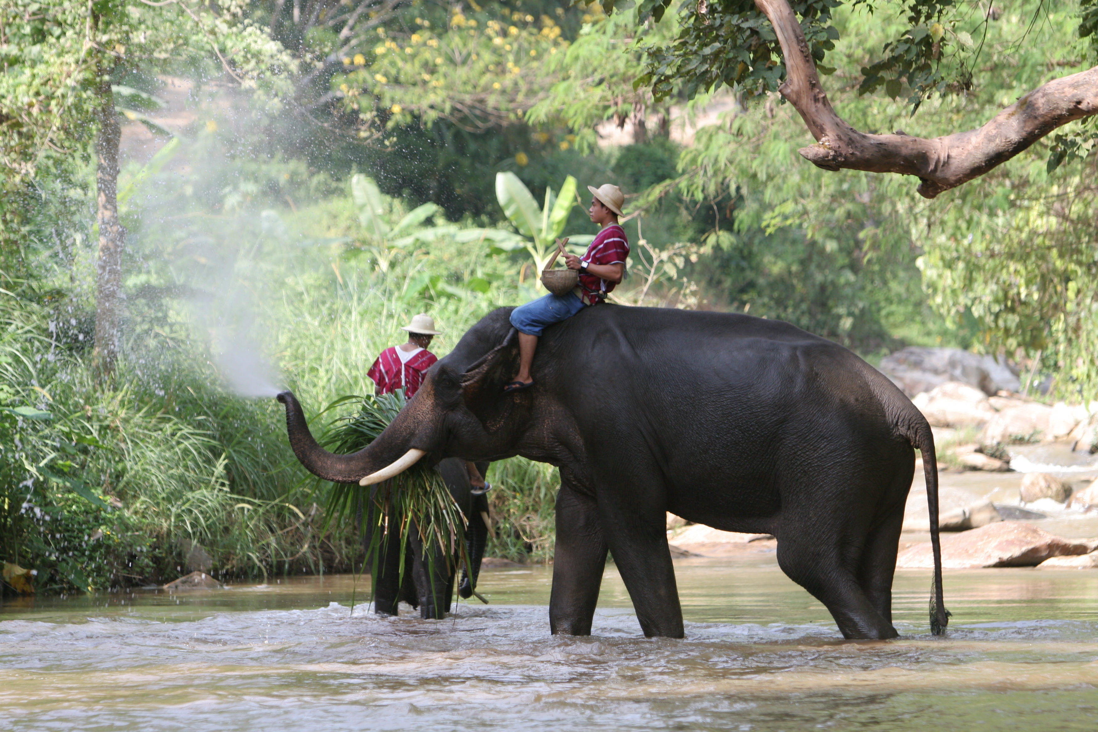 Trained Elephants in Thailand