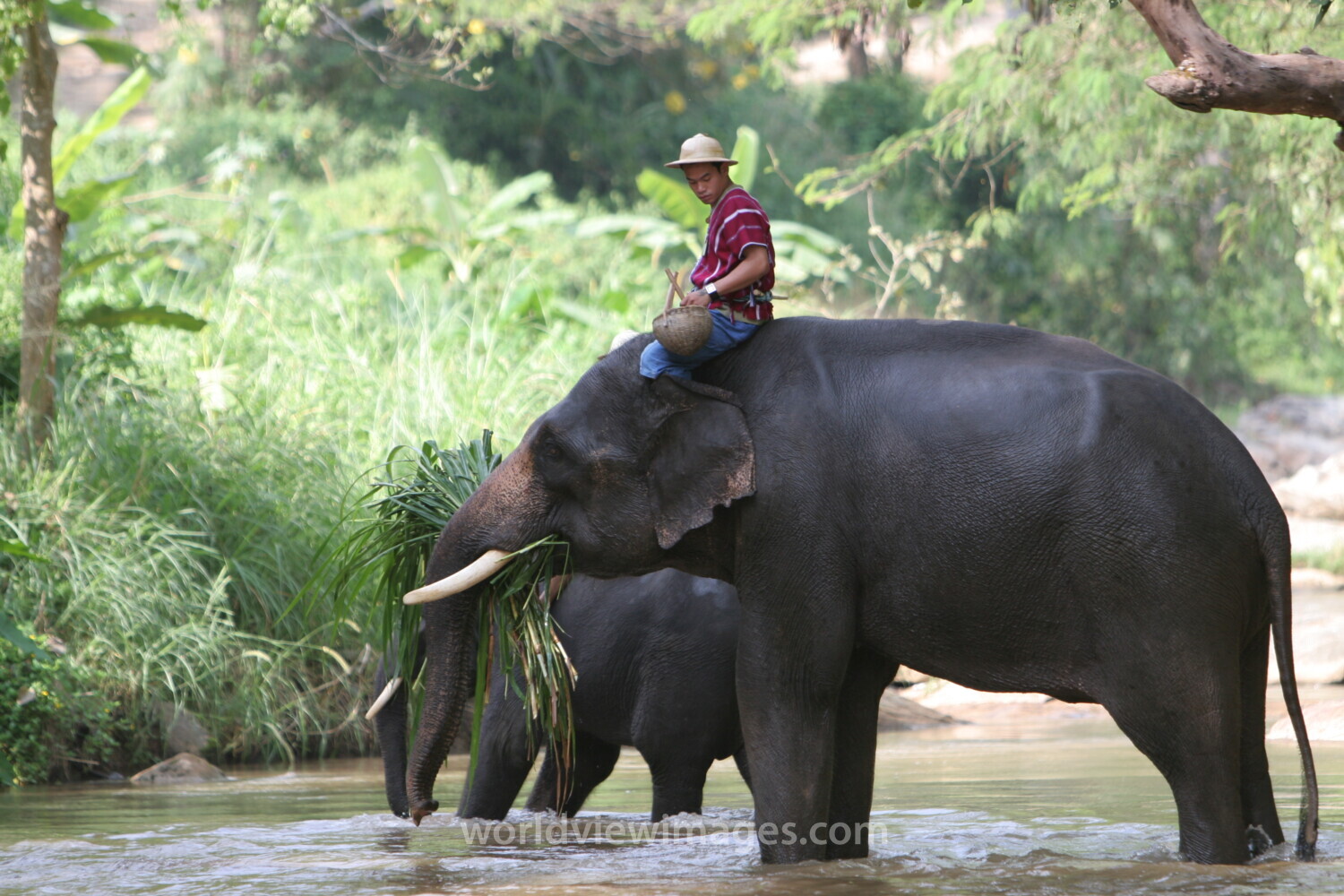 Trained Elephants in Thailand