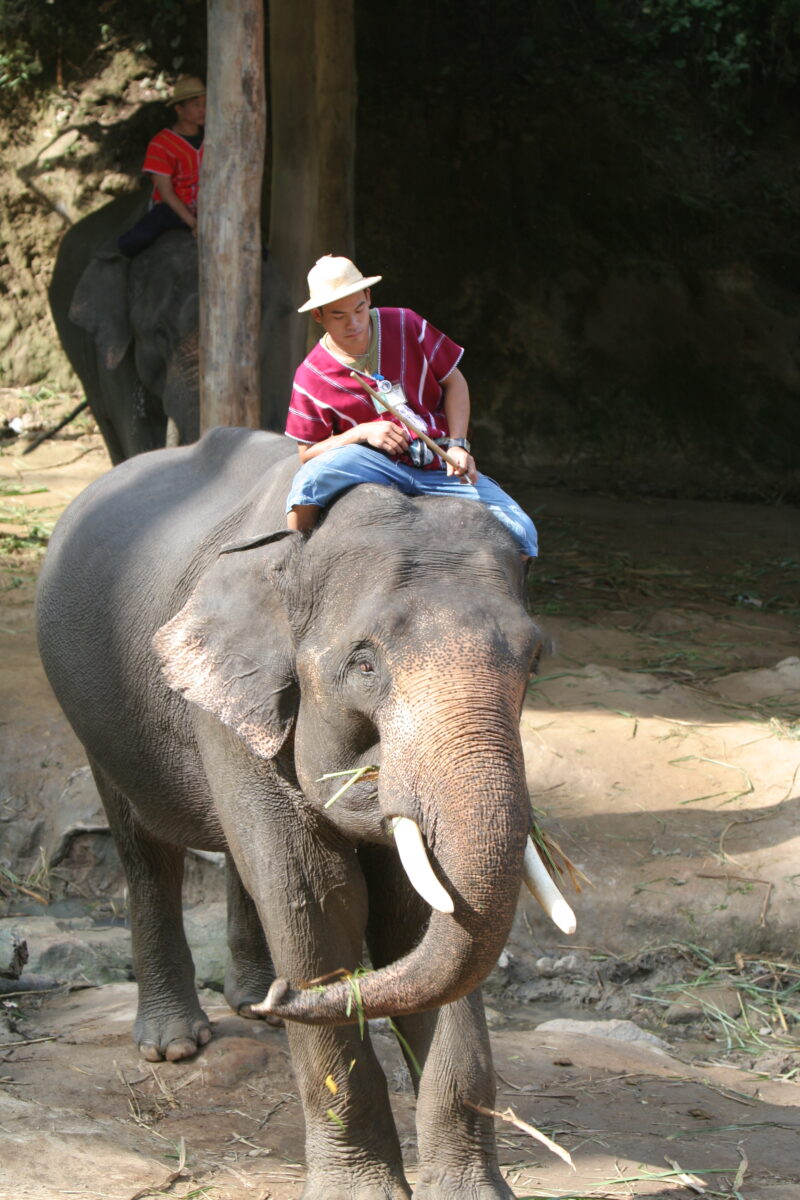 Trained Elephants in Thailand — Thailand