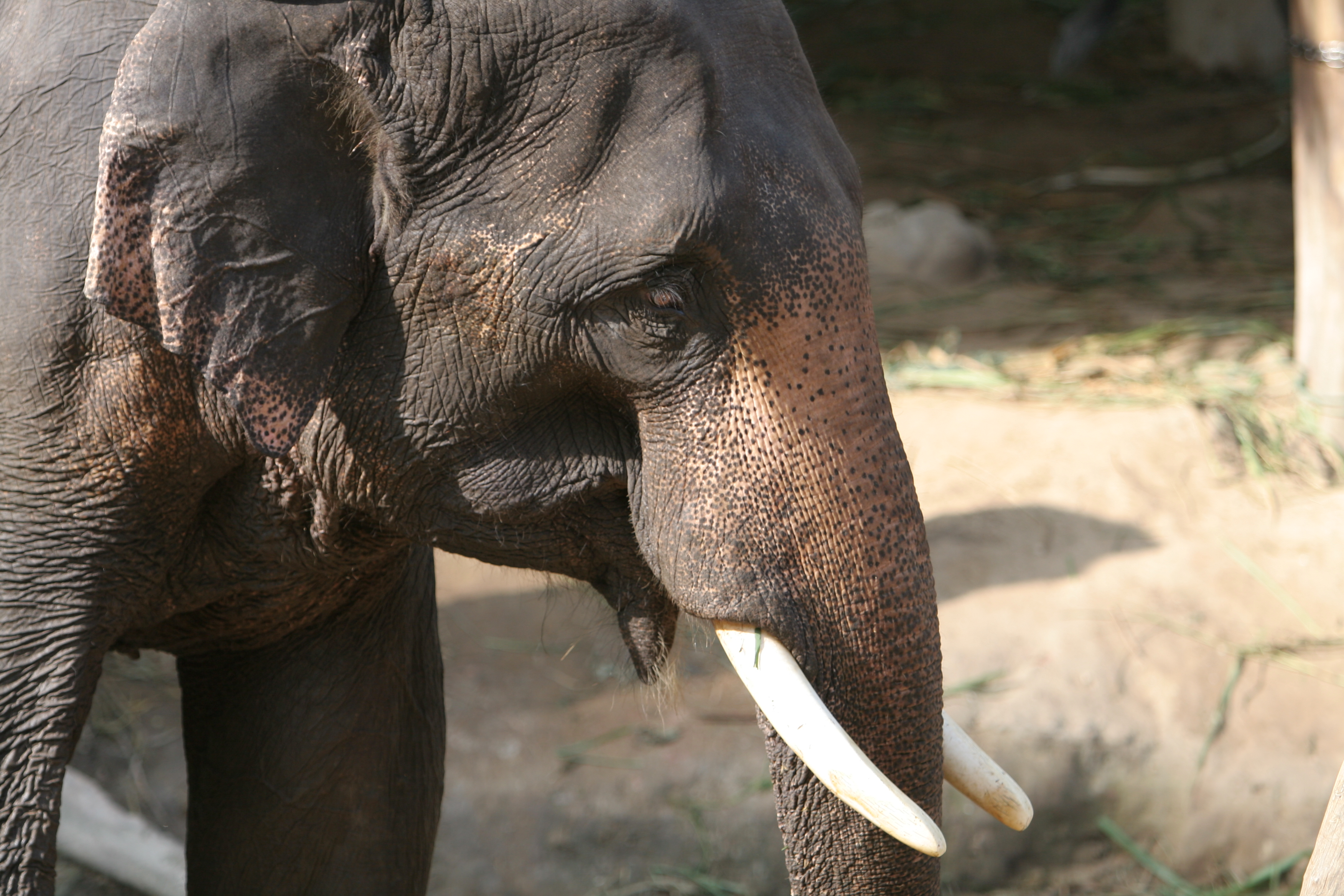 Trained Elephants in Thailand