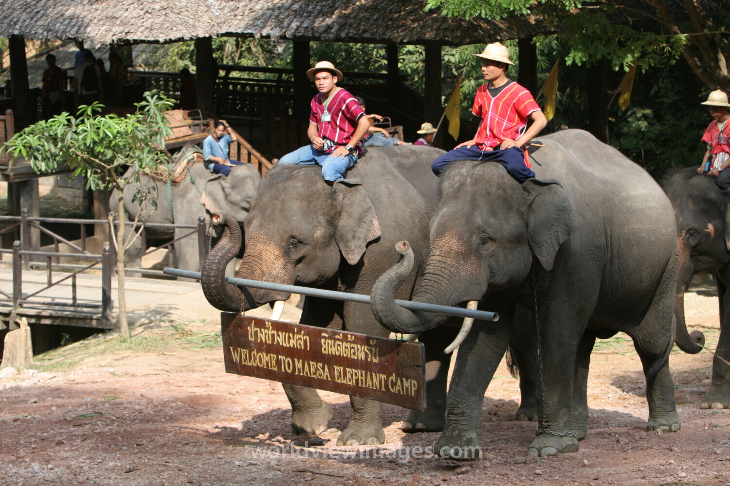 Trained Elephants in Thailand