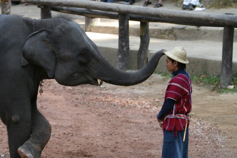 Trained Elephants in Thailand — Thailand