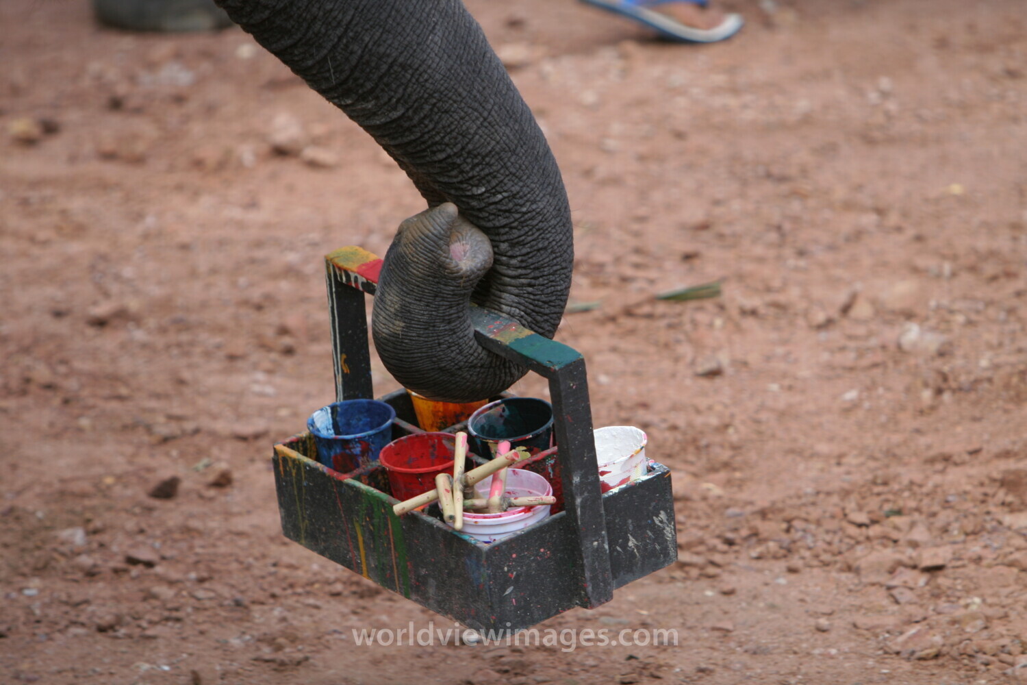 Trained Elephants in Thailand