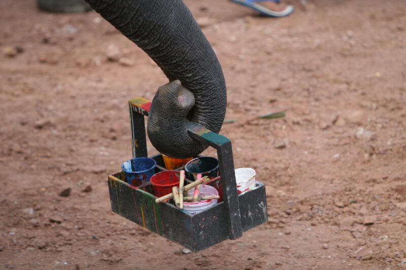 Trained Elephants in Thailand — Thailand