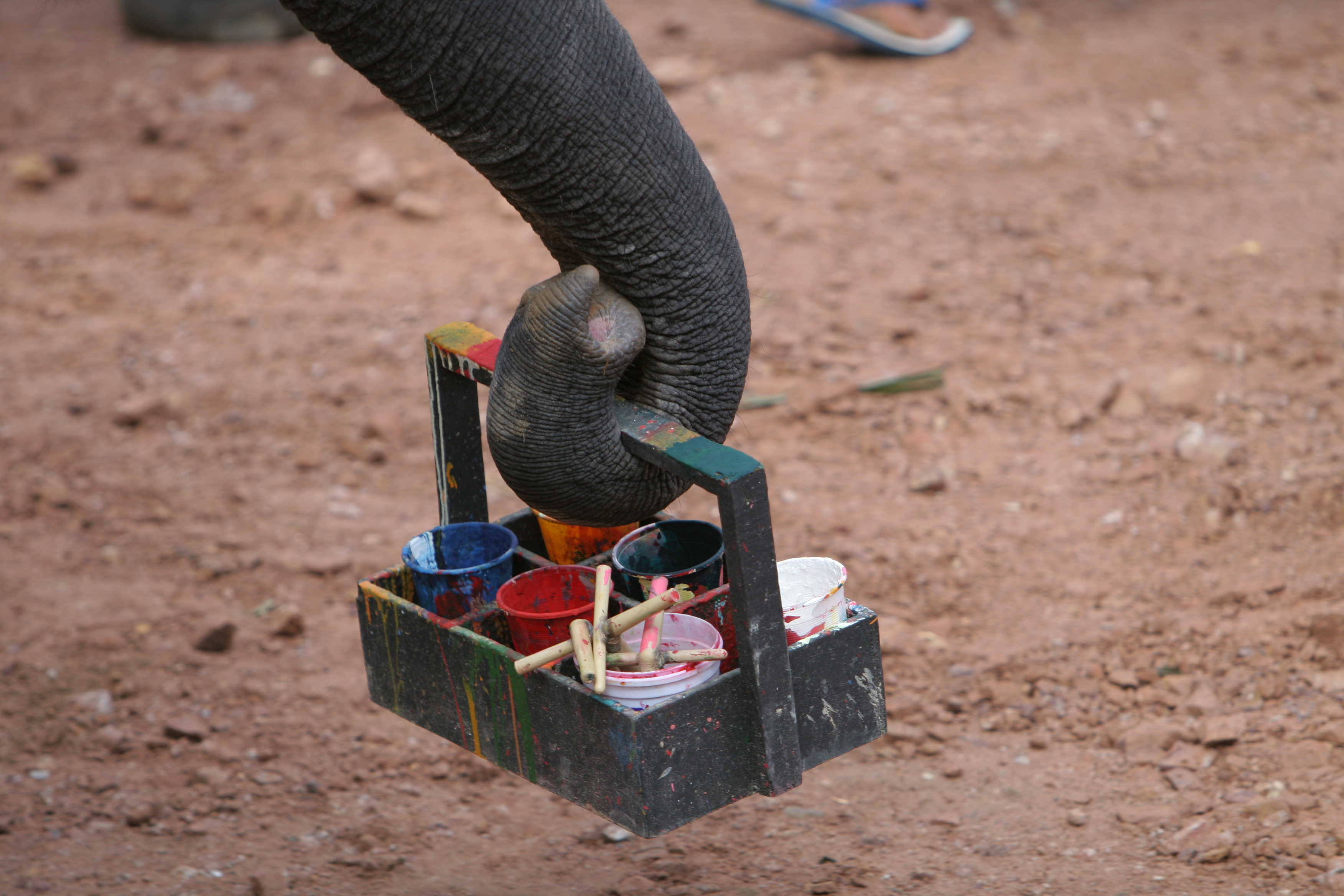 Trained Elephants in Thailand