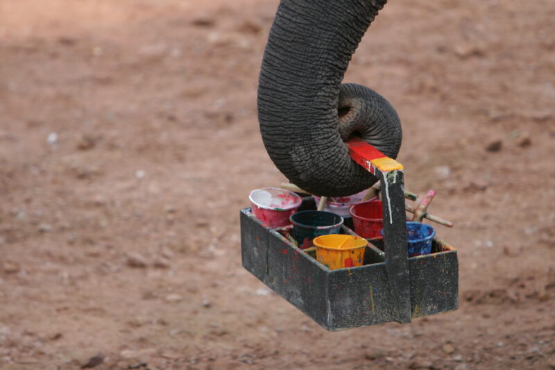 Trained Elephants in Thailand — Thailand