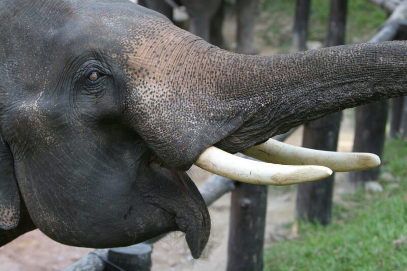 Trained Elephants in Thailand — Elephants of our World — Animals, Elephant, Elephants
