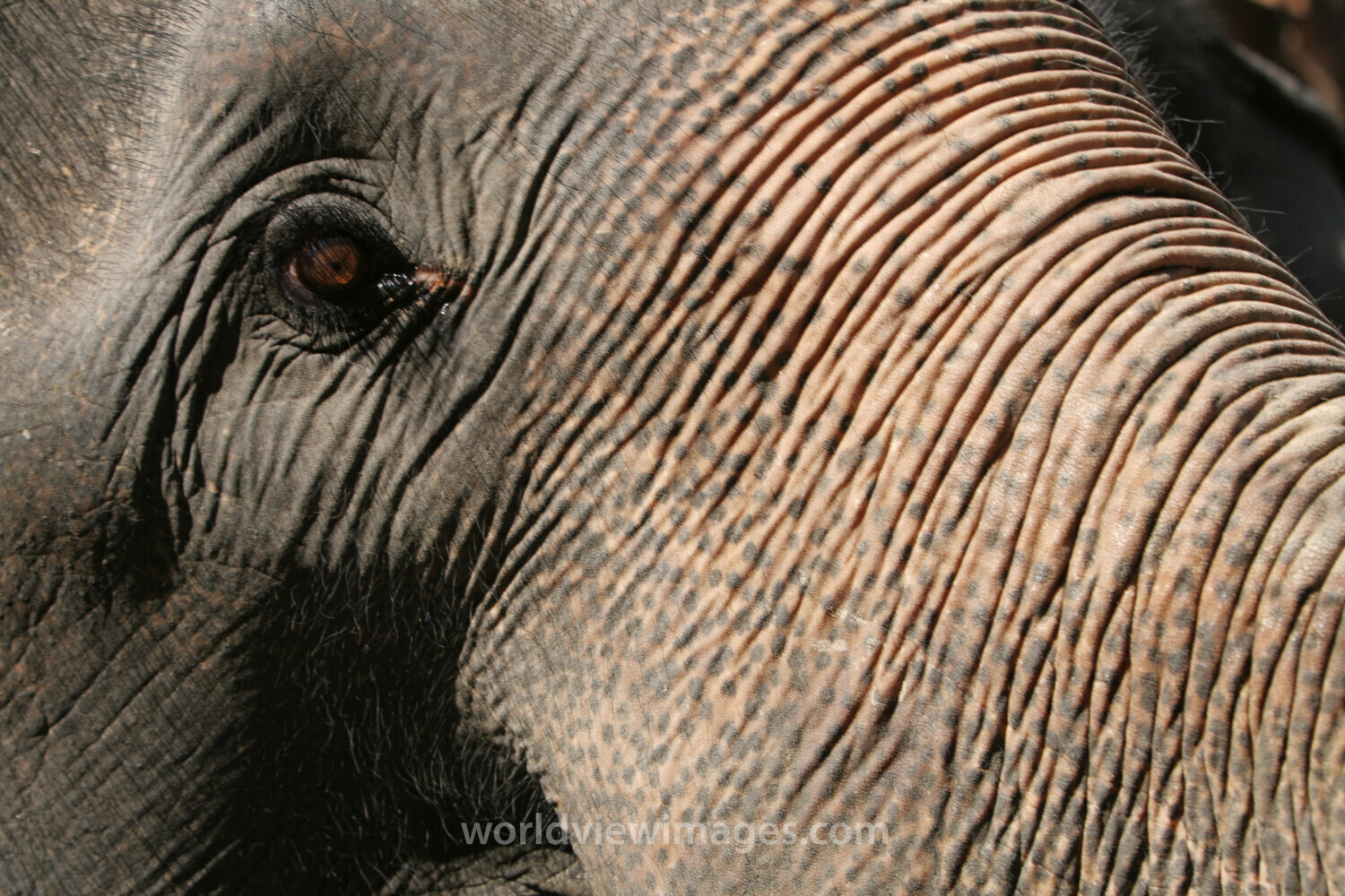 Trained Elephants in Thailand
