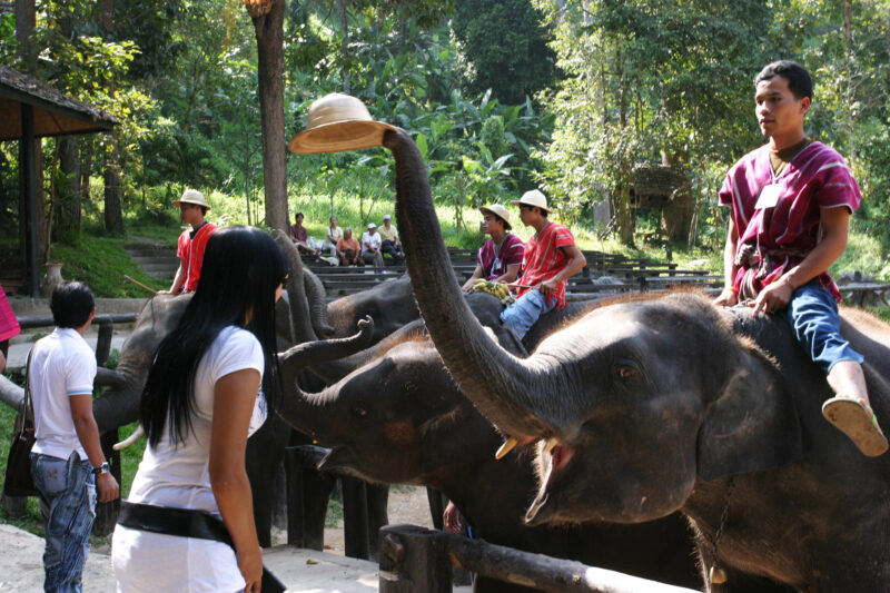 Trained Elephants in Thailand — Thailand