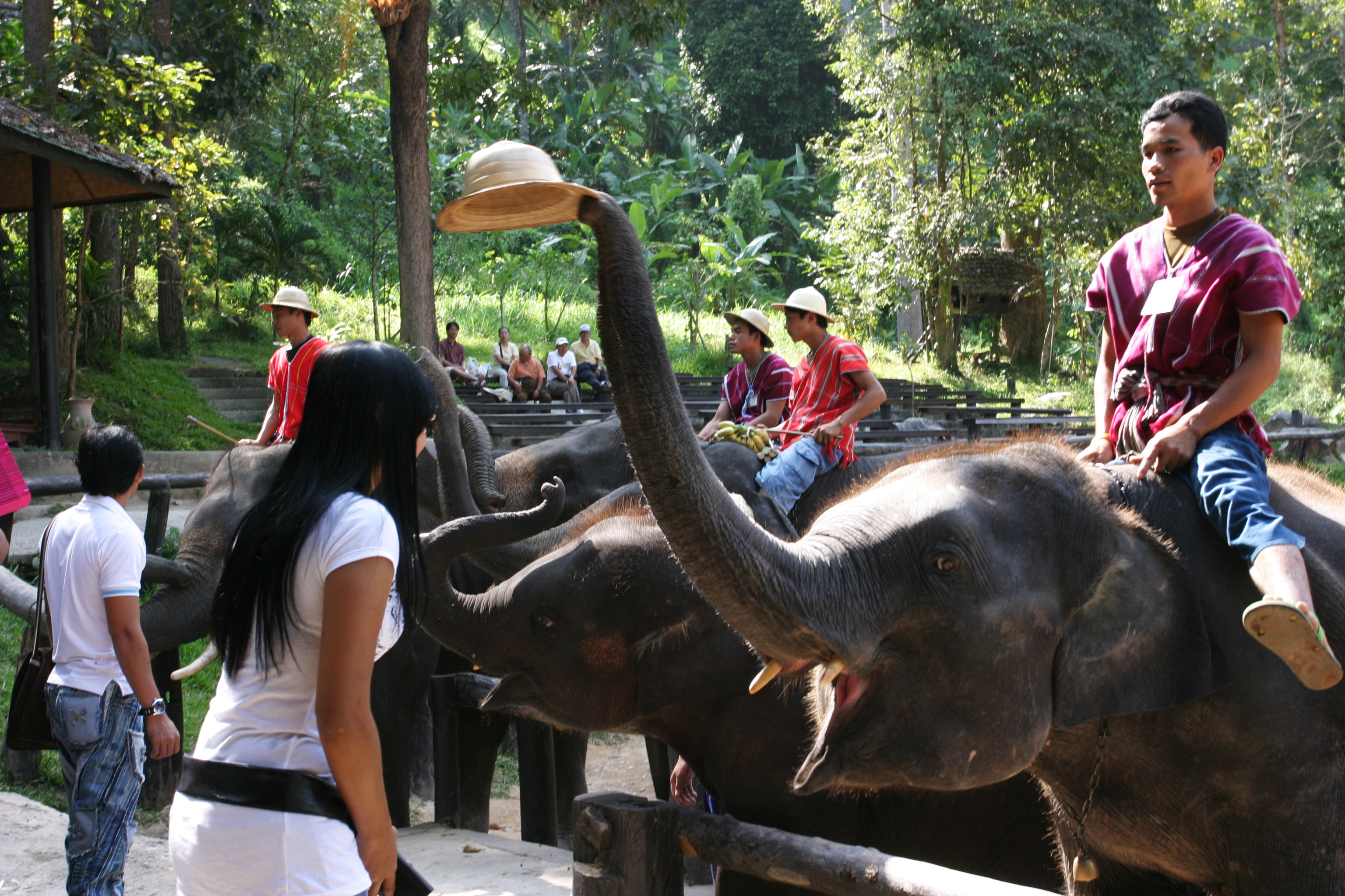 Trained Elephants in Thailand
