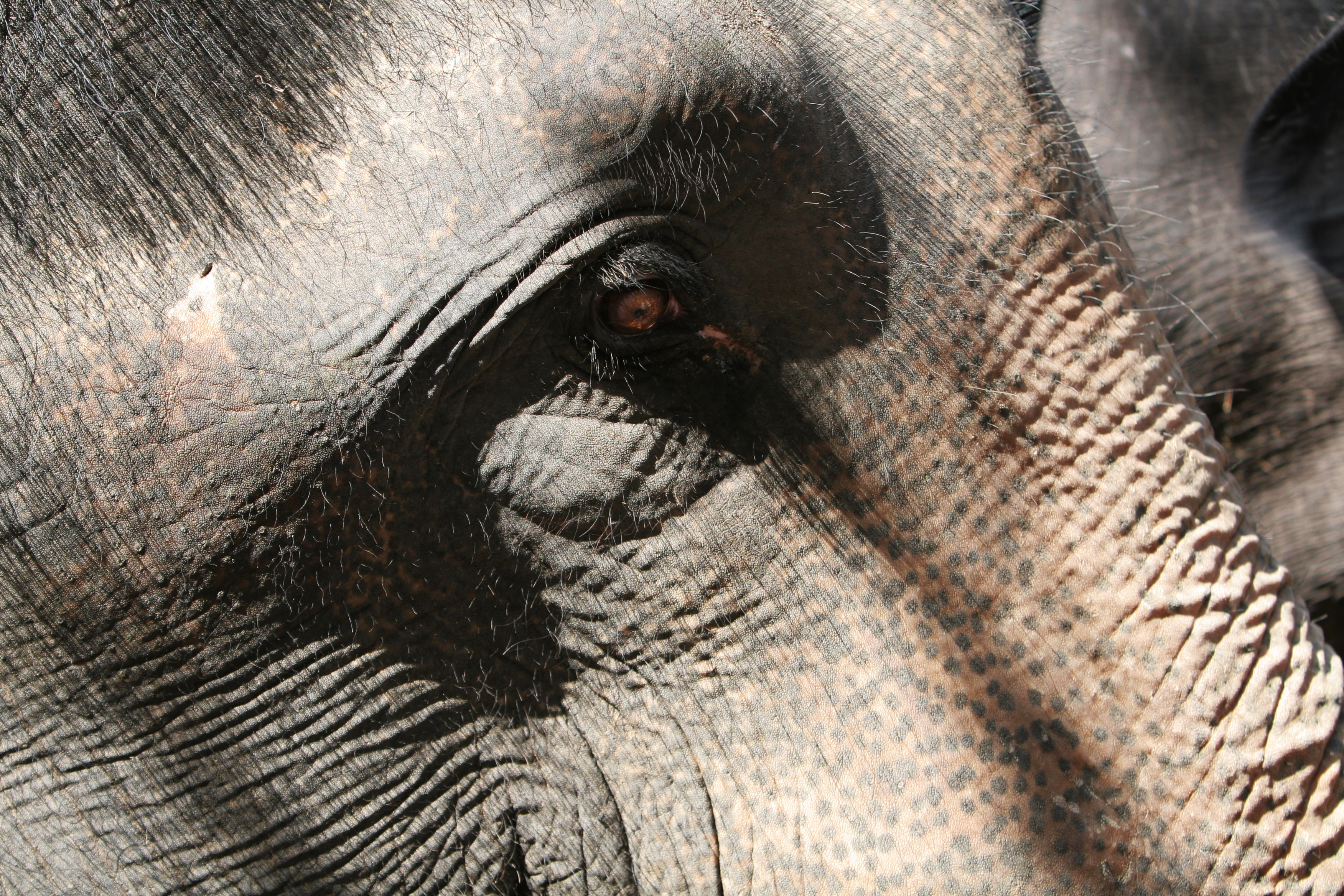 Trained Elephants in Thailand