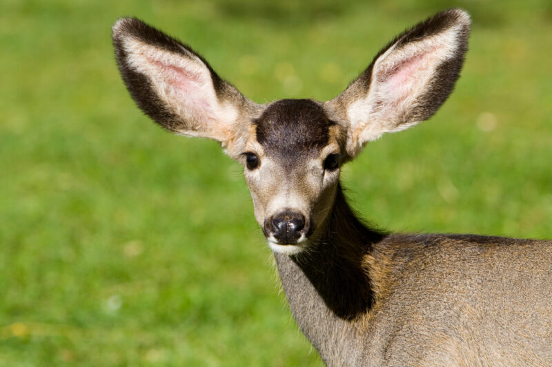 Deer — United States, Deer, Doe, Geology, National Parks