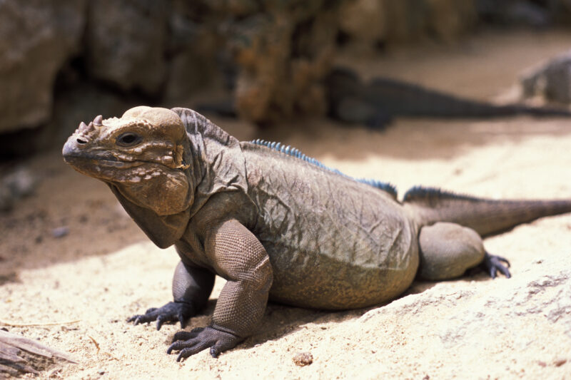 Komodo Dragon in the Dominican Republic — Animals, Lizards, reptiles, Komodo Dragon, Komodo Dragons