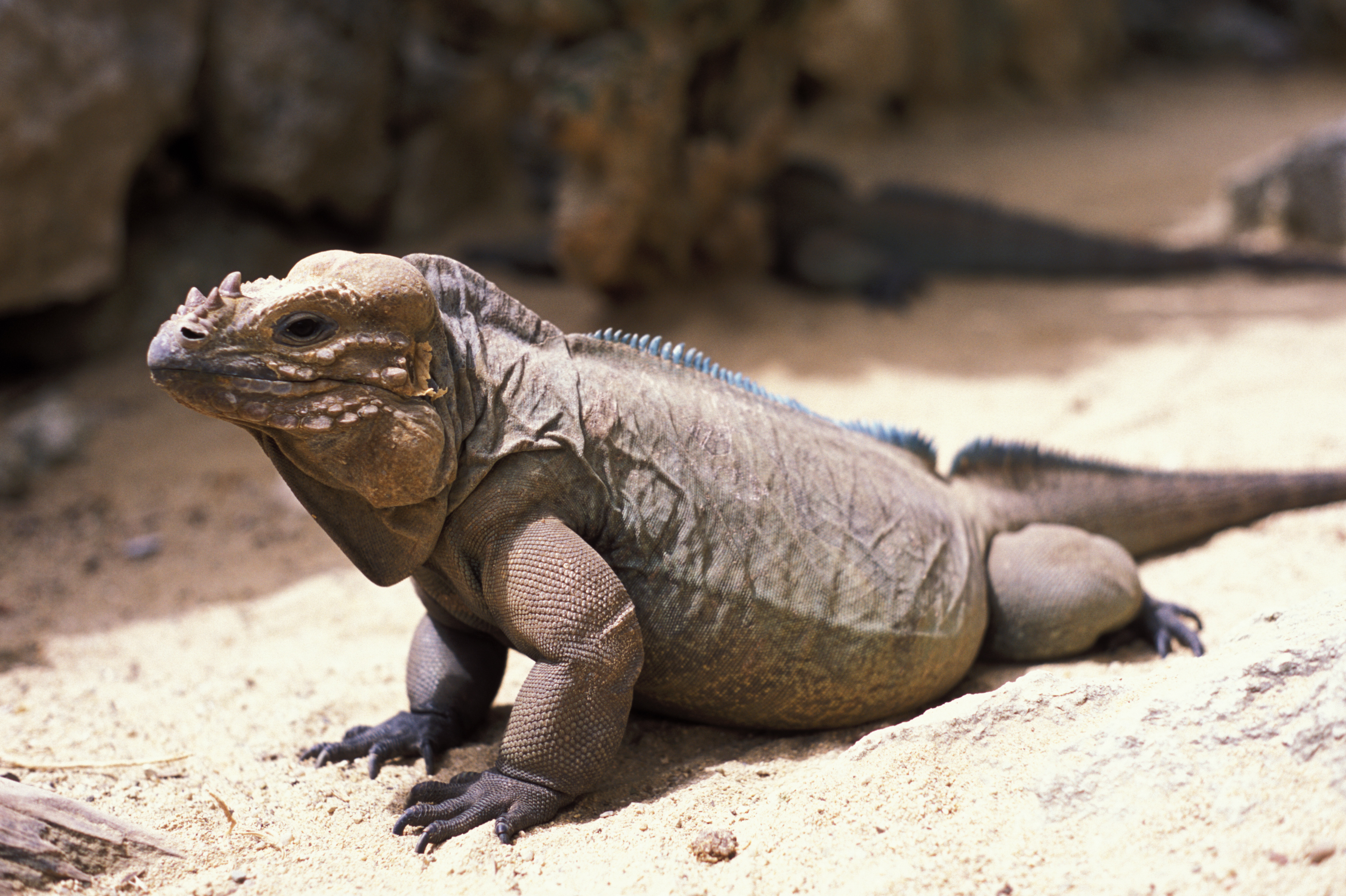 Komodo Dragon in the Dominican Republic