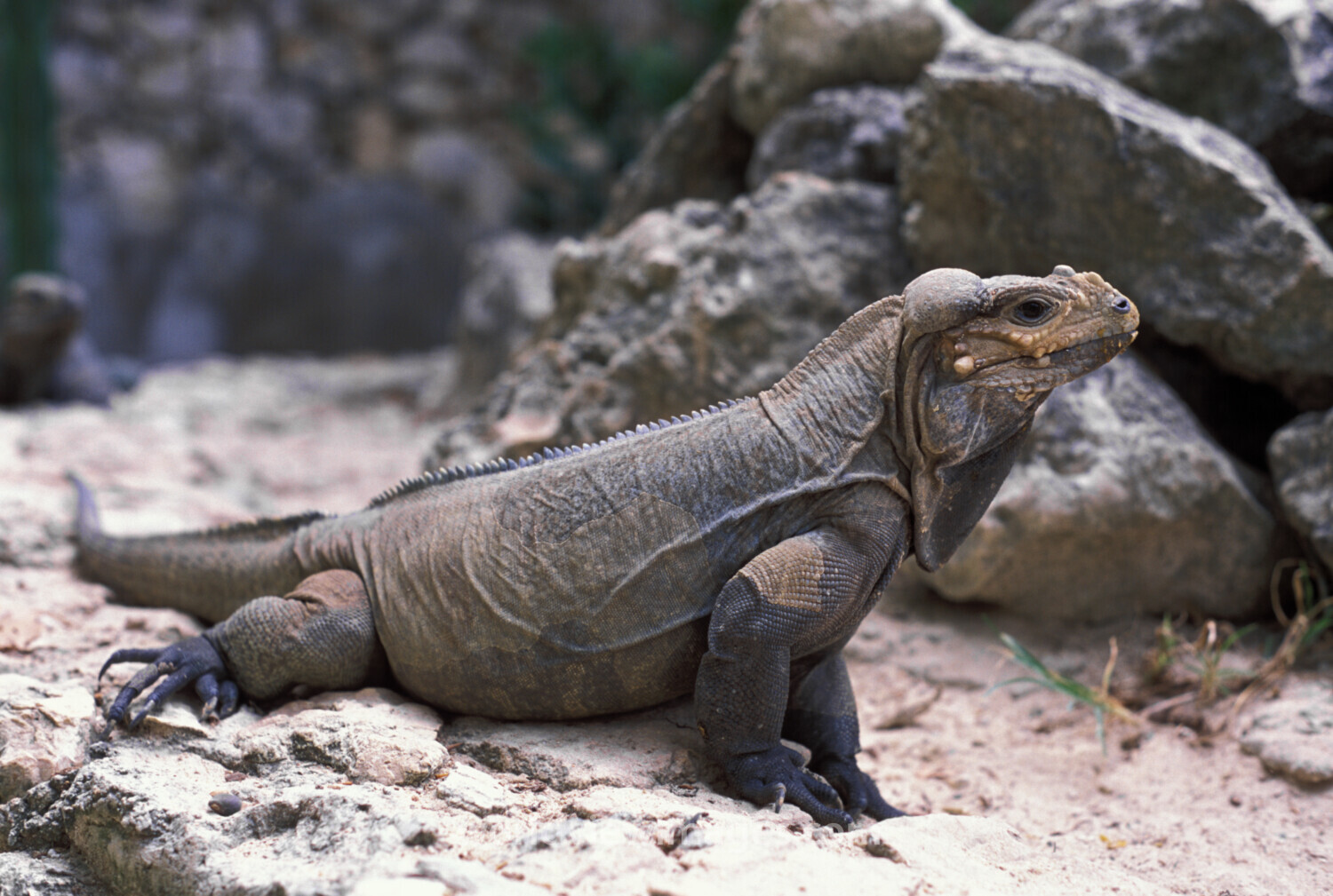 Komodo Dragon in the Dominican Republic