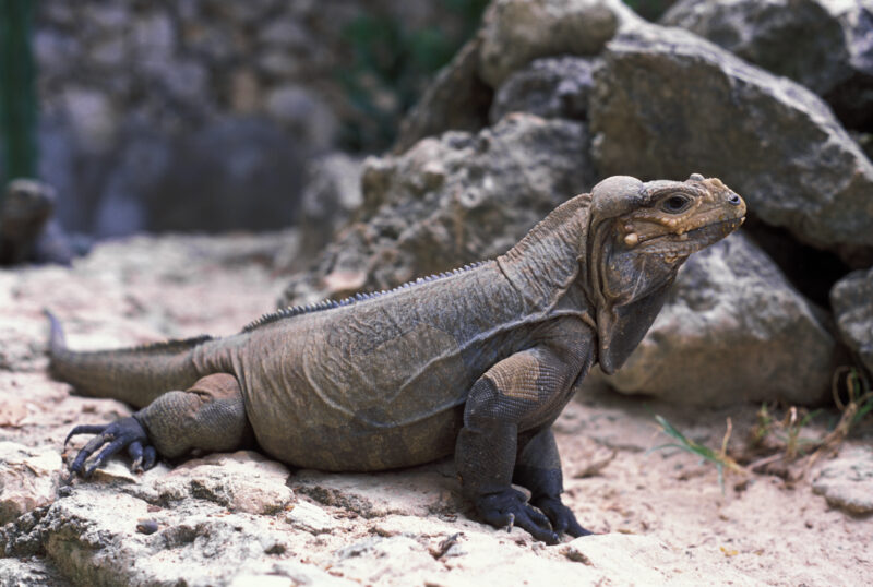 Komodo Dragon in the Dominican Republic — Animals, Lizards, reptiles, Komodo Dragon, Komodo Dragons